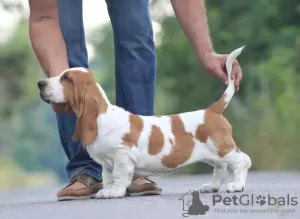 Additional photos: Basset hound puppies