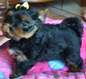 Photo №3. Yorkshire Terrier male and female. Poland