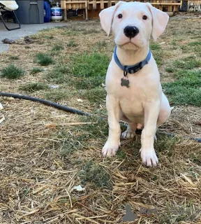 Photo №2 to announcement № 50379 for the sale of dogo argentino - buy in Australia private announcement