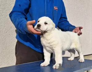 Additional photos: Central Asian Shepherd puppies