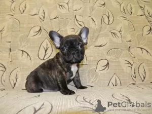 Photo №1. french bulldog - for sale in the city of Linz | Is free | Announcement № 92993