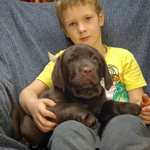 Additional photos: Labrador puppies from trusted parents