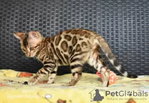 Photo №3. Cool bengal kittens. Belarus