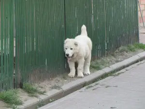 Photo №1. central asian shepherd dog - for sale in the city of Minsk | 500$ | Announcement № 2555