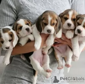 Photo №1. beagle - for sale in the city of Антверпен | 264$ | Announcement № 118041