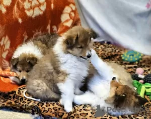 Photo №3. Collie puppies. Israel