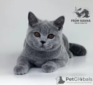 Photo №2 to announcement № 11154 for the sale of british shorthair - buy in Belarus from nursery, breeder