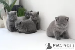 Photo №2 to announcement № 121861 for the sale of british shorthair - buy in Bahrain 