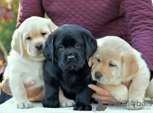 Photo №1. labrador retriever - for sale in the city of Berlin | negotiated | Announcement № 124995