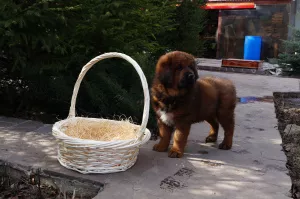 Additional photos: Tibetan mastiff