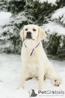 Additional photos: Labrador Retriever puppies