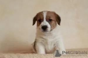 Photo №4. I will sell jack russell terrier in the city of Novorossiysk. breeder - price - negotiated