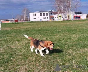 Additional photos: beagle