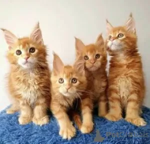 Photo №3. Maine Coon Kittens In Searching for Comfortable. Switzerland