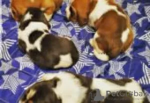 Photo №1. basset hound - for sale in the city of Förby | Is free | Announcement № 128841