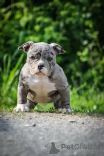 Photo №1. american bully - for sale in the city of Vitebsk | 1374$ | Announcement № 104063