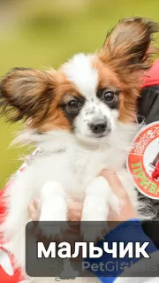 Additional photos: papillon puppies