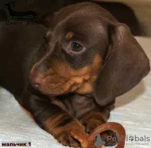 Photo №4. I will sell dachshund in the city of Москва. breeder - price - 521$