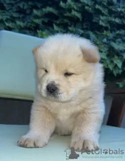 Photo №3. Chow Chow puppies for sale. Serbia