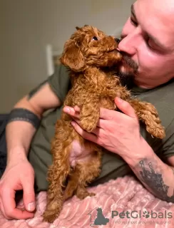 Photo №3. Poodle puppies. Belarus