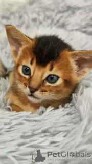 Additional photos: Elite Abyssinian kittens