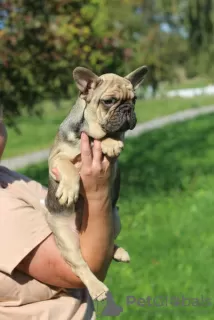 Additional photos: French Bulldog