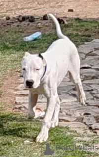 Additional photos: Dogo Argentino puppies