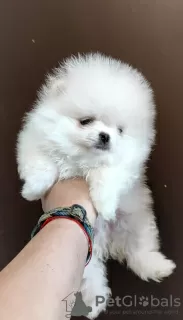 Additional photos: Pomeranian Spitz, puppies. Mini bears