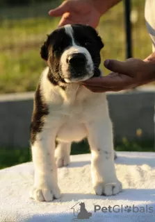 Additional photos: Central Asian Shepherd Dog puppies