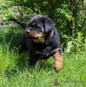 Additional photos: Rottweiler puppy