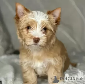 Photo №1. yorkshire terrier - for sale in the city of Poznan | 423$ | Announcement № 126649