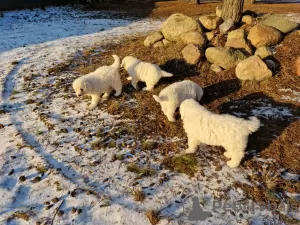 Photo №2 to announcement № 87181 for the sale of polish tatra sheepdog - buy in Poland breeder