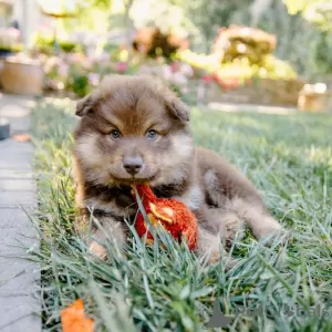 Photo №1. finnish lapphund - for sale in the city of Bucharest | Is free | Announcement № 109541