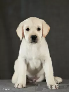 Photo №3. Fawn Labrador puppies. Russian Federation