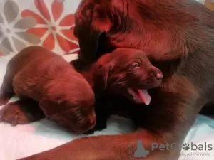 Photo №3. Chocolate labrador puppies, puppies. Poland