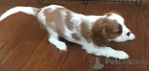 Additional photos: Cavalier King Charles Spaniel puppy bitch