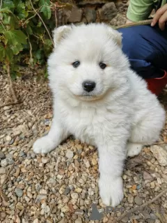 Photo №3. SAMOYED LOF BABIES - 2 MALES BORN 6/4/23. France