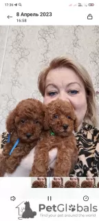 Additional photos: Rkf mini toy poodle puppies