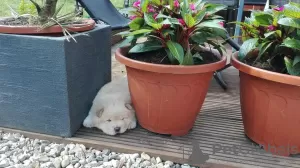 Photo №3. Beautiful Chow Chow puppies. Lithuania