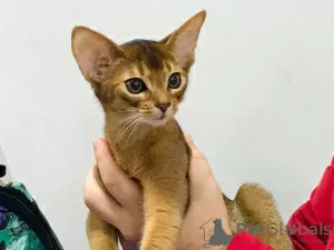 Additional photos: Abyssinian kittens