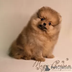 Photo №1. pomeranian - for sale in the city of St. Petersburg | negotiated | Announcement № 17327