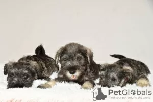 Photo №1. standard schnauzer - for sale in the city of Belgrade | negotiated | Announcement № 108794