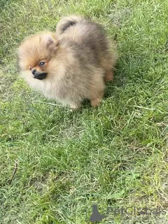 Additional photos: Pomeranian