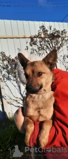 Additional photos: A dog in a T-shirt is looking for a home