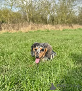 Photo №2 to announcement № 104179 for the sale of dachshund - buy in Germany breeder