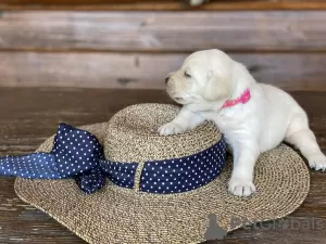 Photo №3. Labrador puppies from a breeder. Russian Federation