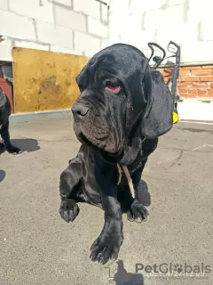 Additional photos: Neapolitan Mastiff puppies are the best