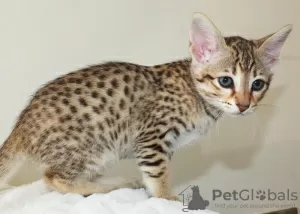 Additional photos: savannah kittens F5 LOOF