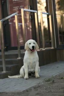 Photo №2 to announcement № 79014 for the sale of golden retriever - buy in Ukraine private announcement, from nursery, breeder