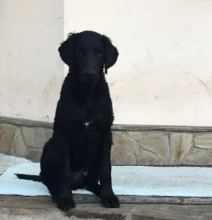 Photo №2 to announcement № 3011 for the sale of curly-coated retriever - buy in Ukraine from nursery